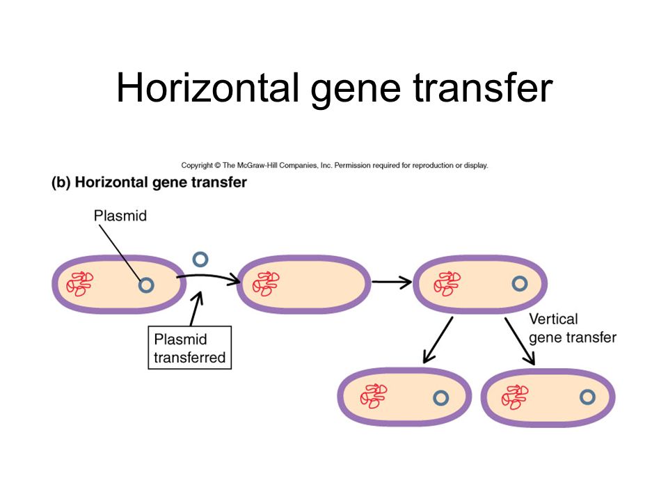 Horizontal gene transfer responsible for carotenoid
